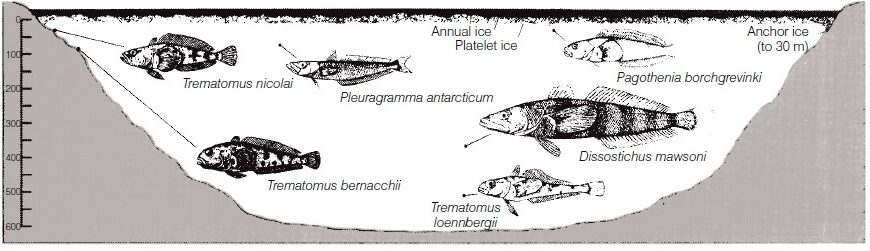 ABOUT ANTARCTIC FISHES