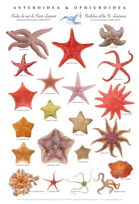 Gulf of Maine Sea Stars (5 Species)
