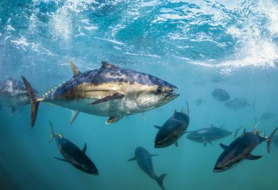 Southern Bluefin Tuna Cases (New Zealand v. Japan; Australia v. Japan), Provisional Measures