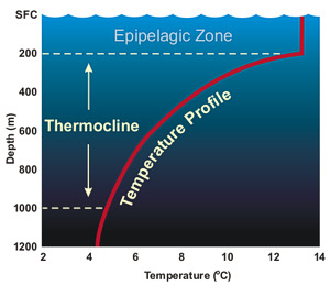 what is the meaning of Thermocline?