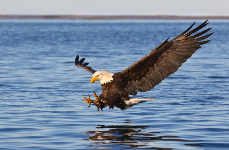 Majestic Bald Eagle: America’s Iconic Bird of Prey!