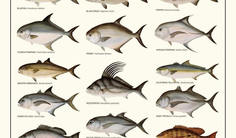 Fun Facts About the Miraculous Mahi Mahi Fish