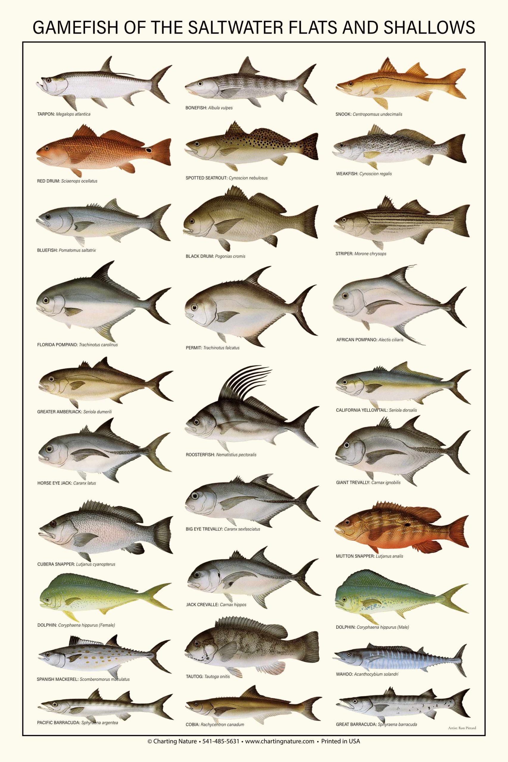 11 saltwater fish records broken between Oct. 2021 to Oct. 2022: Alabama  Gulf Seafood