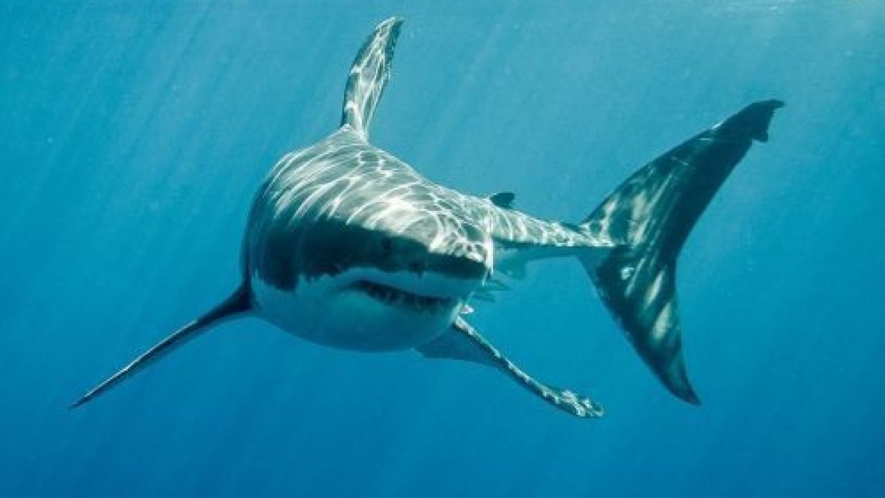 Jawsome Facts: The Mighty Great White Shark – IILSS-International institute  for Law of the Sea Studies