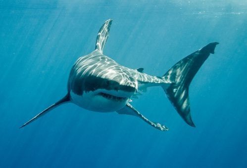 Jawsome Facts: The Mighty Great White Shark