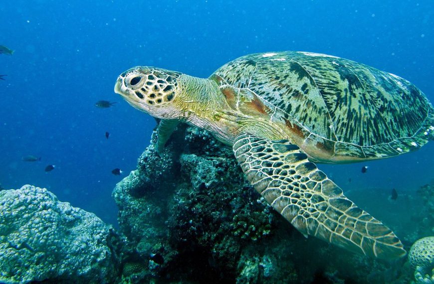 The Green Sea Turtle: A Majestic Creature and Its Struggle for Survival