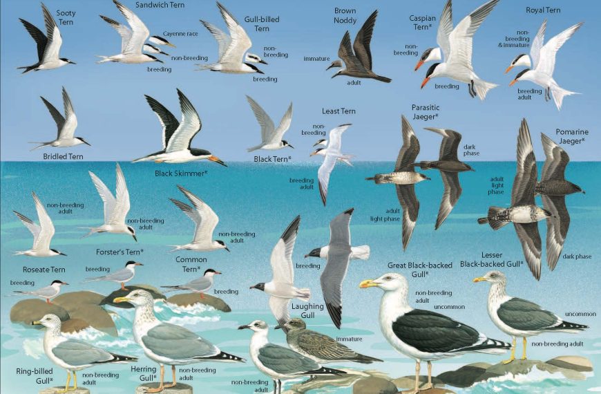 Exploring the Diverse Species of Sea Birds: A Comprehensive Guide