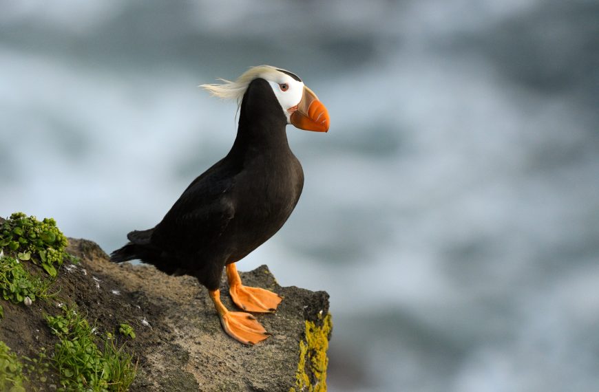 Exploring the Fascinating World of the Tufted Puffin: A Professional Insight