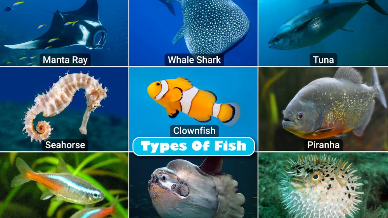 All Types of Fishes: A Comprehensive Guide – IILSS-International institute  for Law of the Sea Studies