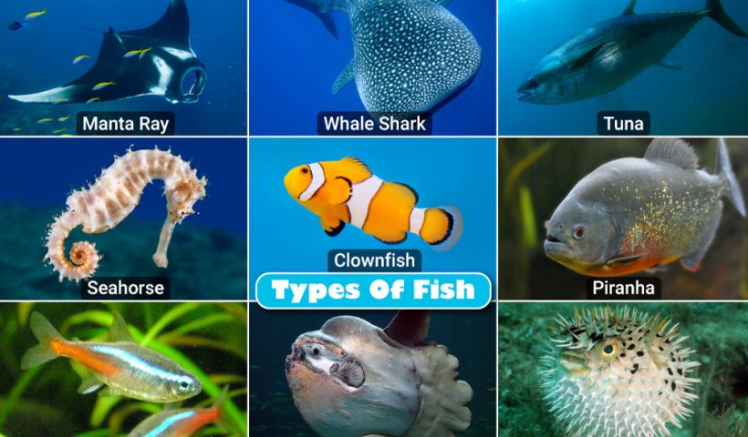 ray-finned fishes articles - Encyclopedia of Life