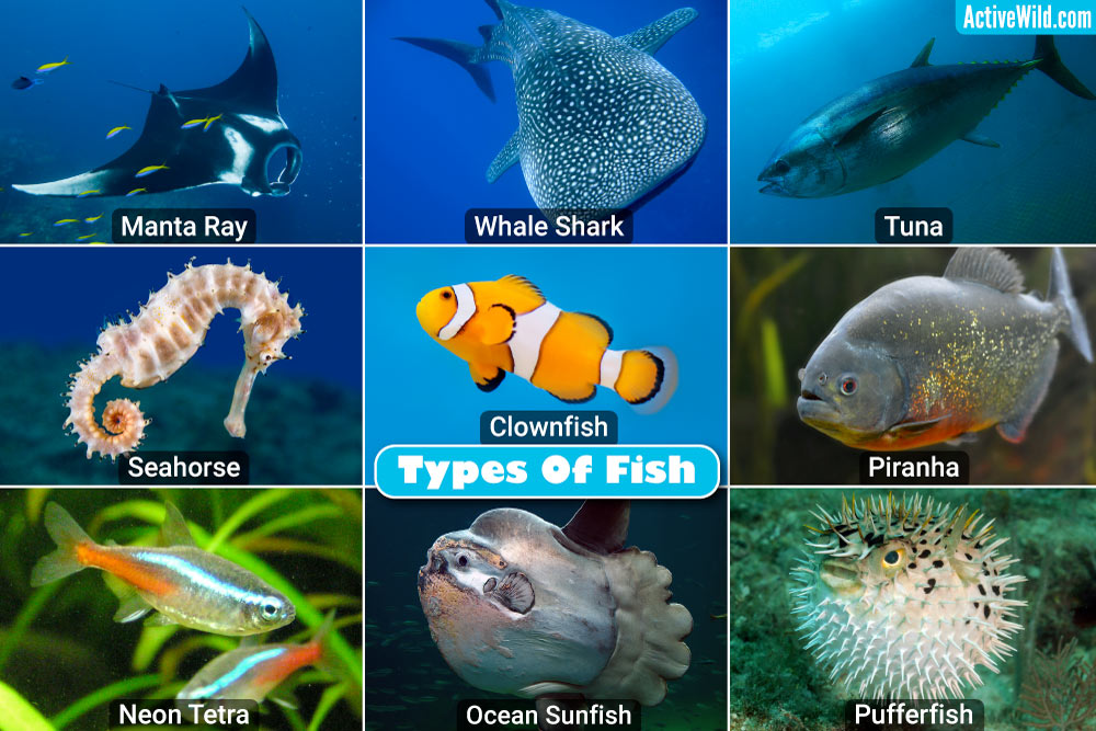 All Types of Fishes: A Comprehensive Guide – IILSS-International