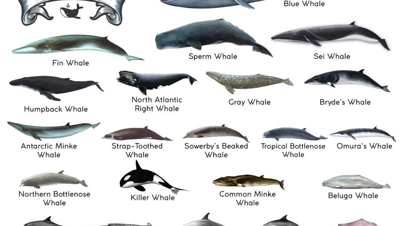 Types of Whales: A Closer Look at These Majestic Creatures – IILSS