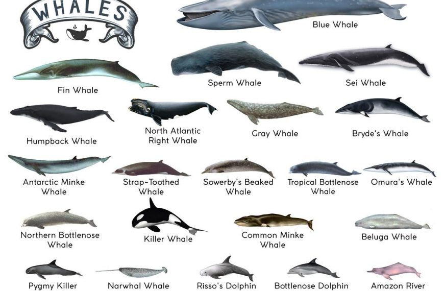 Types of Whales: A Closer Look at These Majestic Creatures