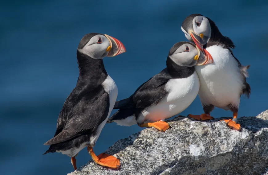 The Atlantic Puffin: Fascinating Facts and Conservation Efforts