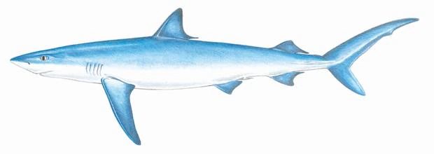 The Aquatic Predator: Exploring the Fascinating World of the Blue Shark