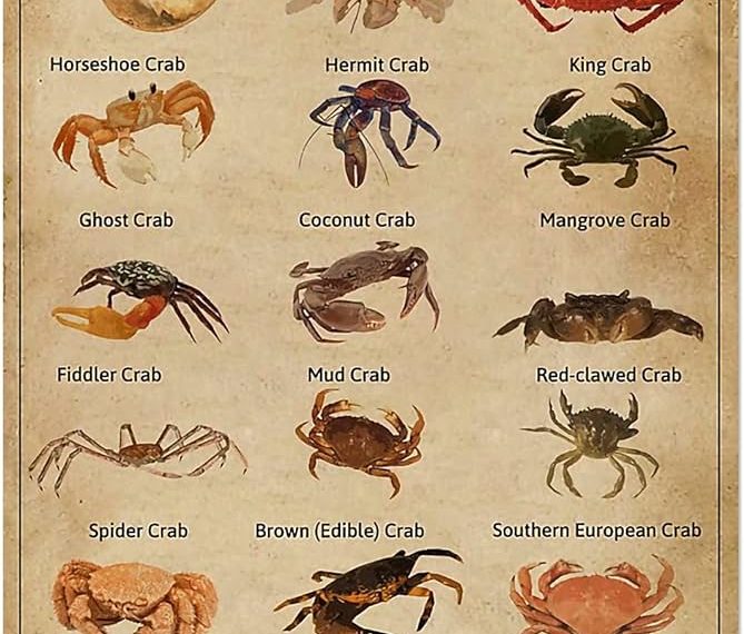 Crab Species 101: A Fun Guide to Different Crabs!