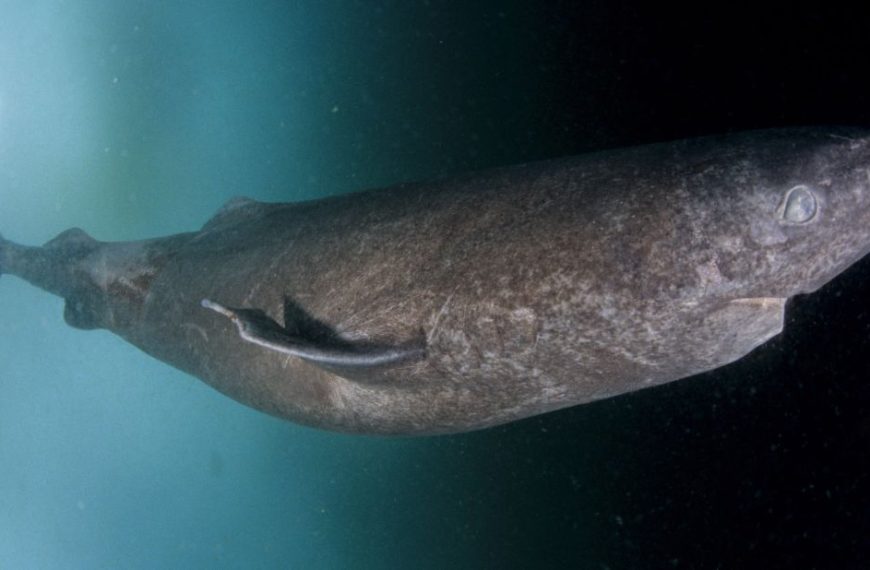The Mighty Greenland Shark: Mysterious Ocean Predator