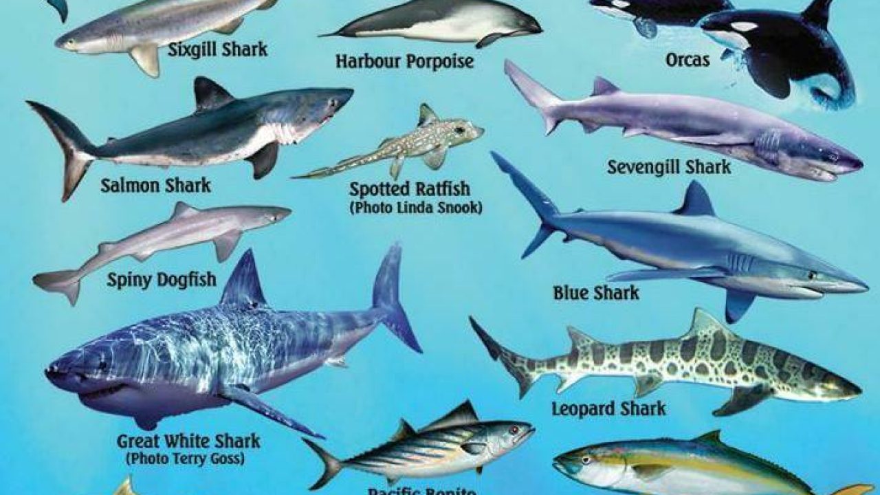 Types of Pacific Ocean Fish – IILSS-International institute for