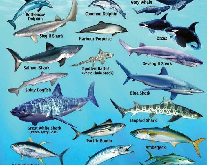 Types of Pacific Ocean Fish