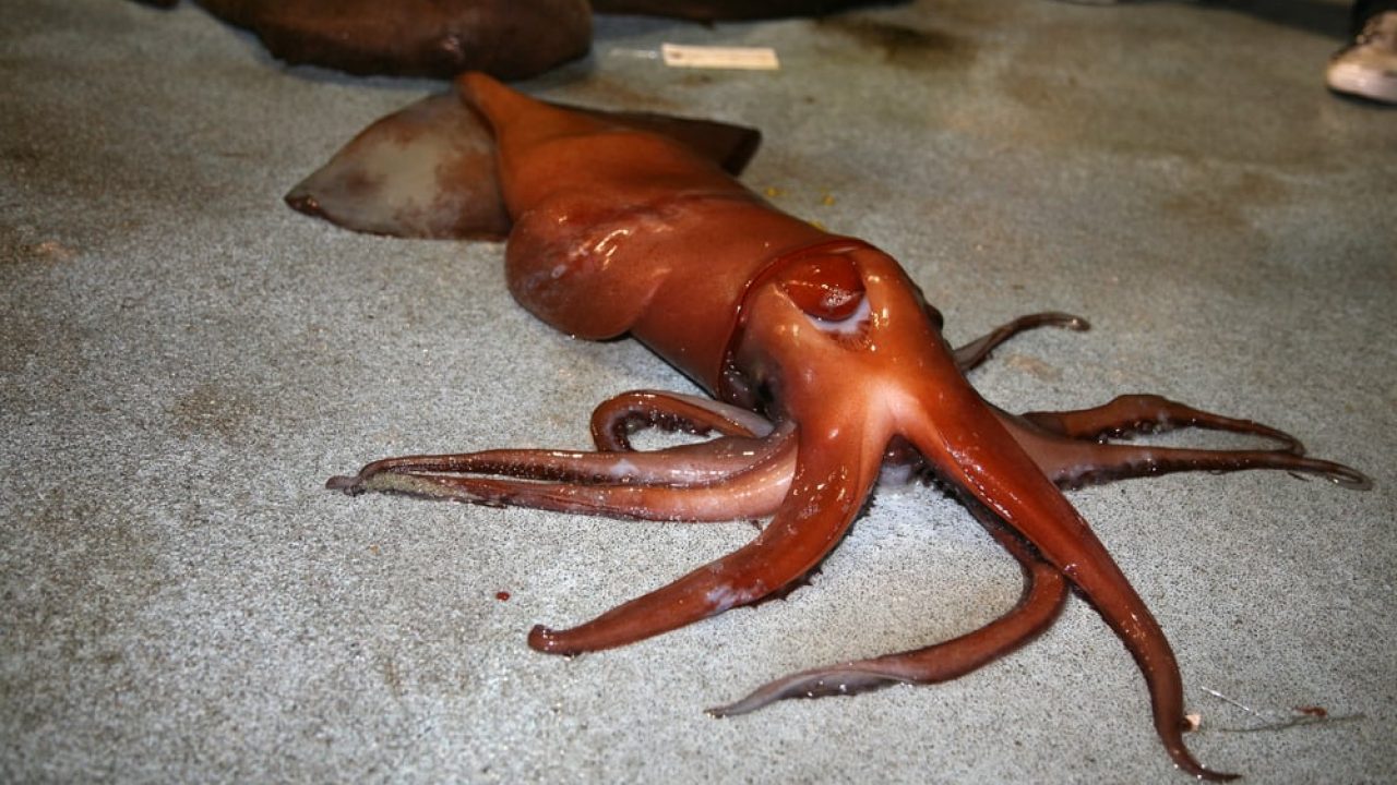I caught giant squid and swordfish in Aqaba, Jordan with