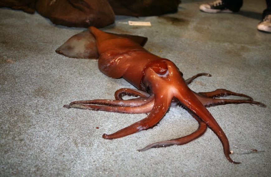 The Mighty Humboldt Squid: A Deep Dive into Their Intriguing Behavior