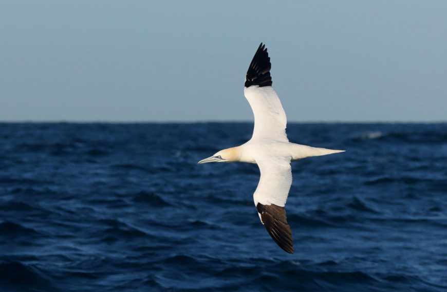The Majestic Northern Gannet: Behold the Spectacular Seabird