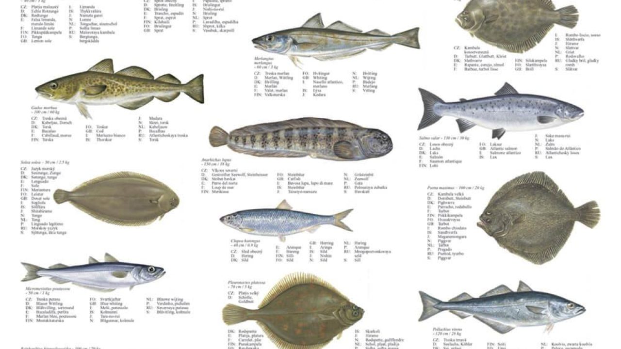 Fish Species Biology Types Of Saltwater Fish Fishing Algeria