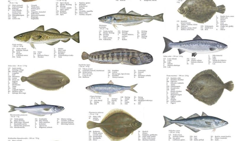 Flat Fish Indonesia Sulawesi Stock Photo - Image of asia, salt: 1790242