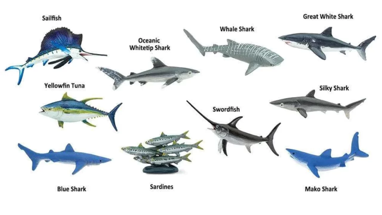 Exploring the Diversity of Pelagic Fish: An Overview of Common Species –  IILSS-International institute for Law of the Sea Studies