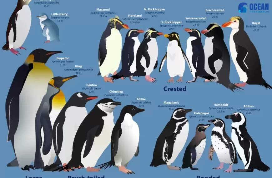 Get to Know the Adorable Penguin Family: A Guide to Different Penguin Species