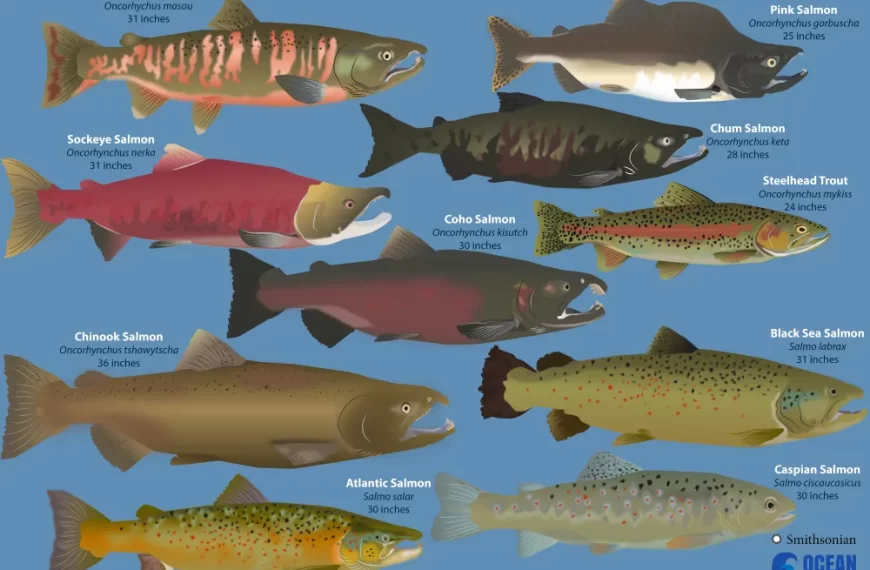 types of salmons