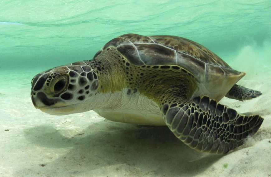 Meet the Marvelous Sea Turtle: A Fascinating Creature of the Deep!
