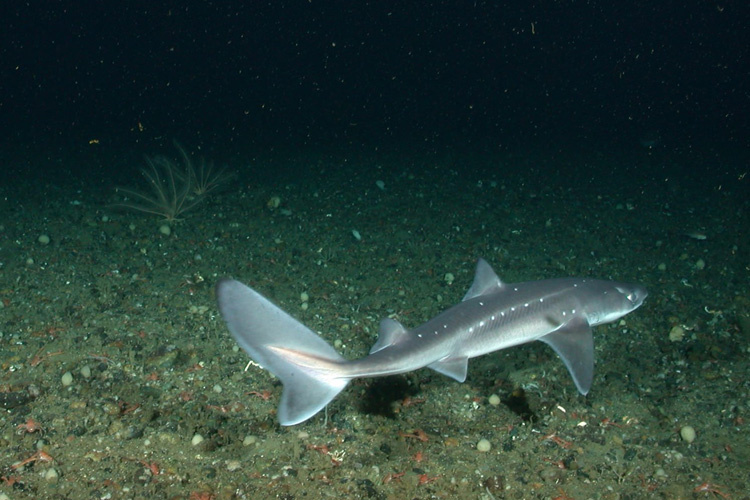 The Elusive Spiny Dogfish: An In-depth Exploration of a Resilient Shark Species