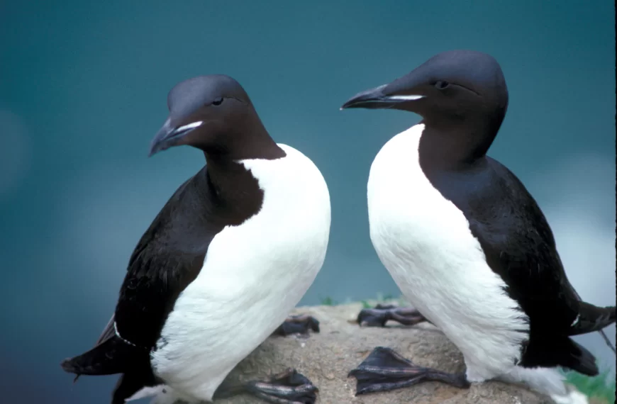 The Mighty Thick-Billed Murres: Revealing the Secrets of Their Remarkable Adaptations