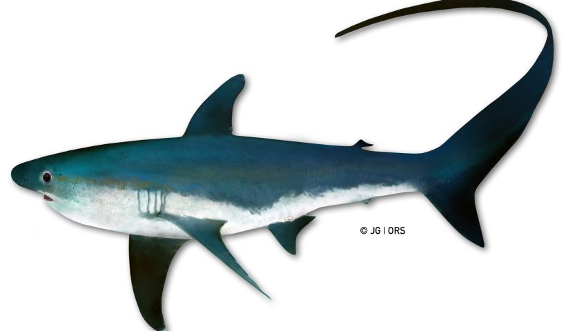 Meet the cutest shark in the sea. The thresher shark! : r/sharks