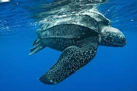 Exploring the Fascinating Leatherback Sea Turtle – A Majestic Marvel of the Ocean