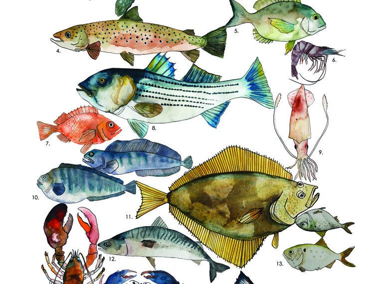 The Diverse Fish Species in the Atlantic Ocean: A Guide!