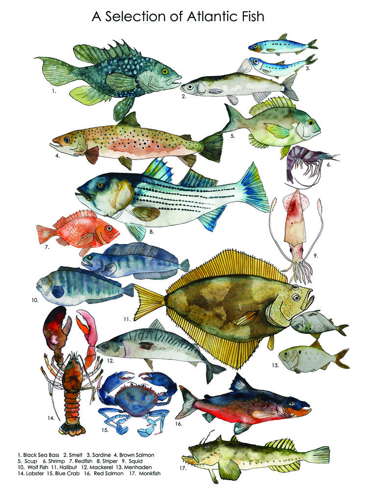 All Types of Fishes: A Comprehensive Guide – IILSS-International institute  for Law of the Sea Studies